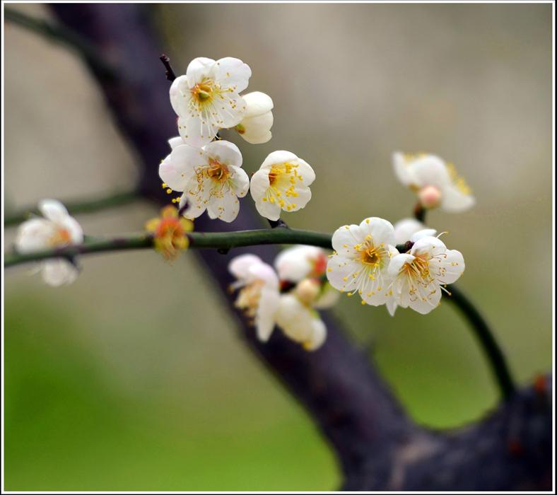 吐蕊放幽香,喜把春来闹.懿蕊含羞翡翠雕,雪舞琼花俏.