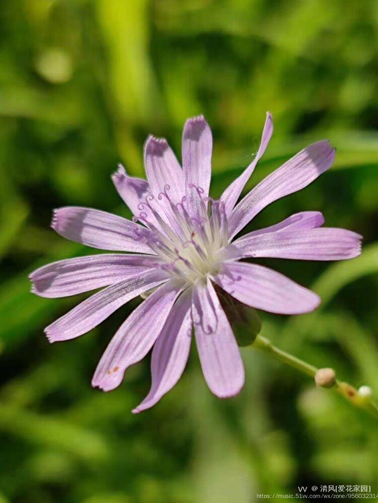 微拍紫色小苦菊vv首发