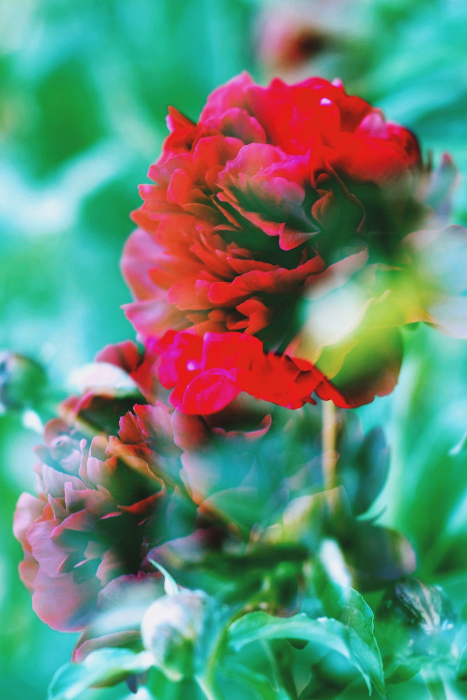 芍药竖屏