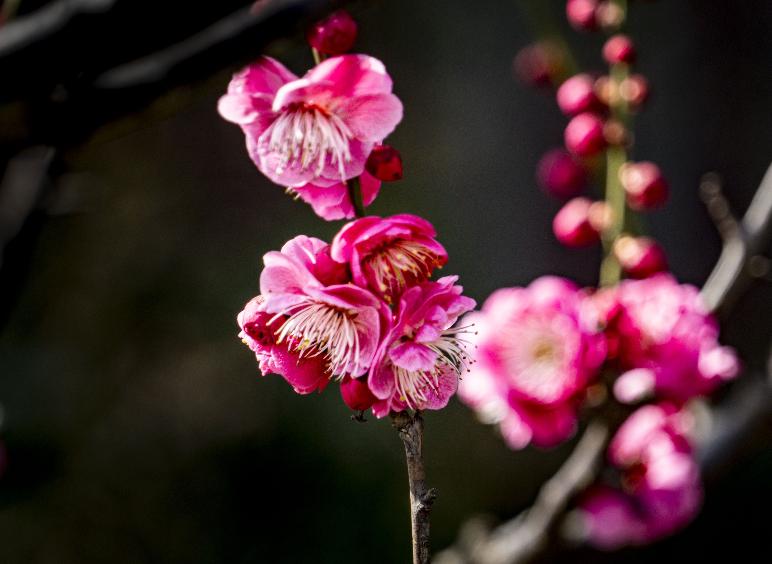 《首发》初春红梅枝头俏