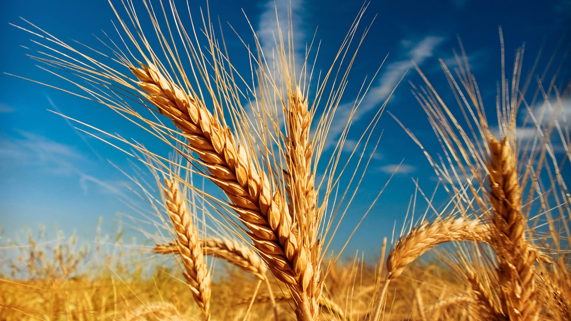 北岸之声-声友社学员 同题诗歌展播——《过程》-林白