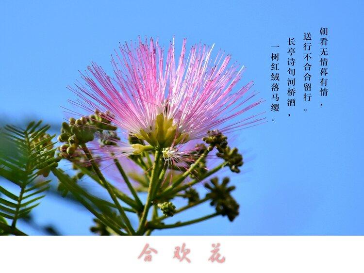 首发合欢花