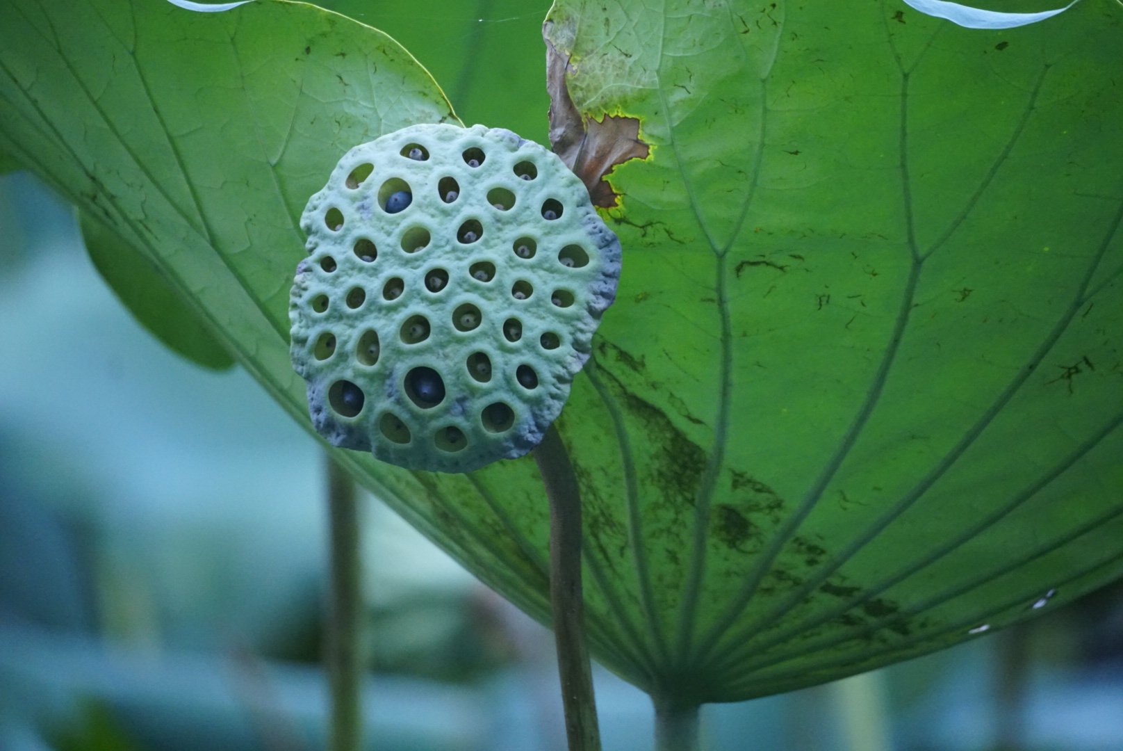 秋荷叶色【首发】