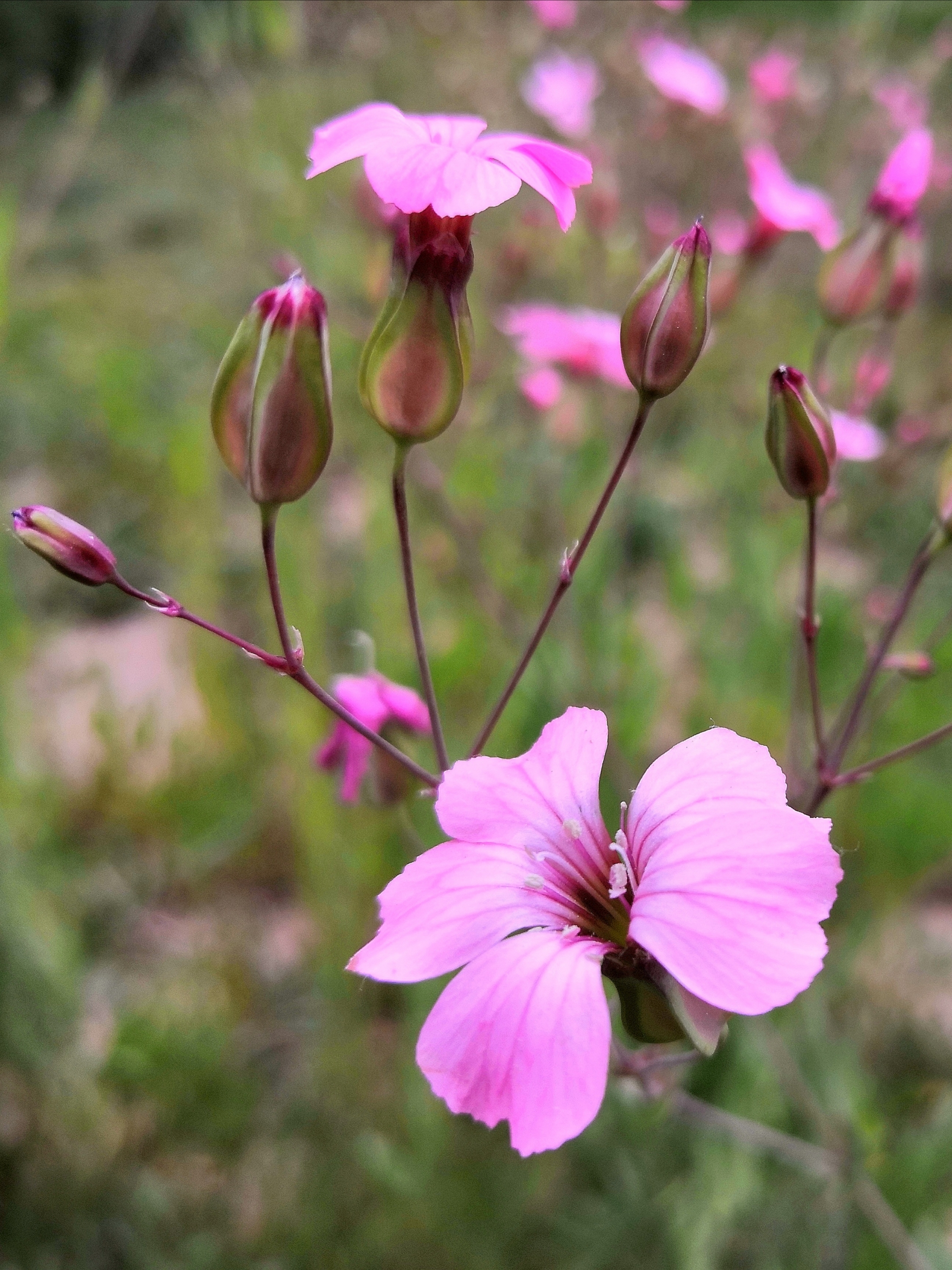 麦蓝菜礼赞【首发】