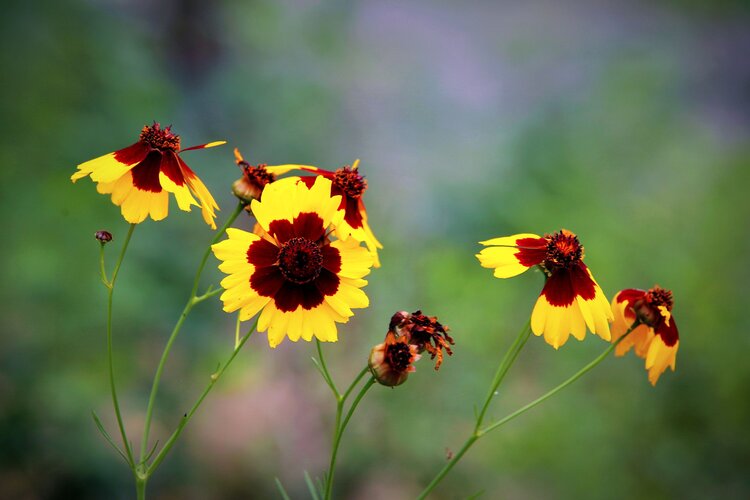 蛇目菊花朵密集,花期极长,是极好的地被绿化花卉,适宜公同,庭院片植或
