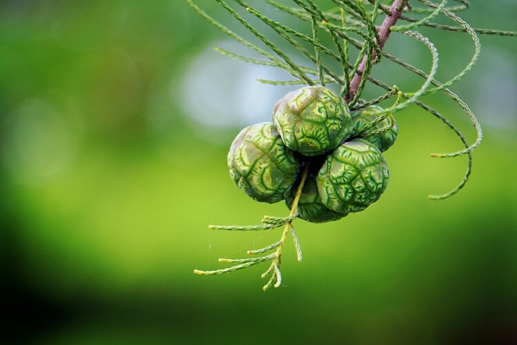 形如松塔的池杉果原创首发