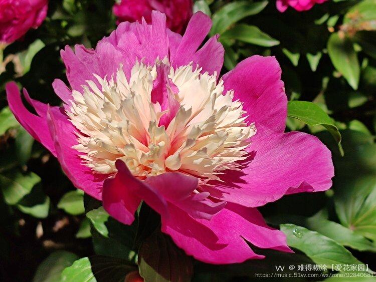 芍药极品双色花vv首发