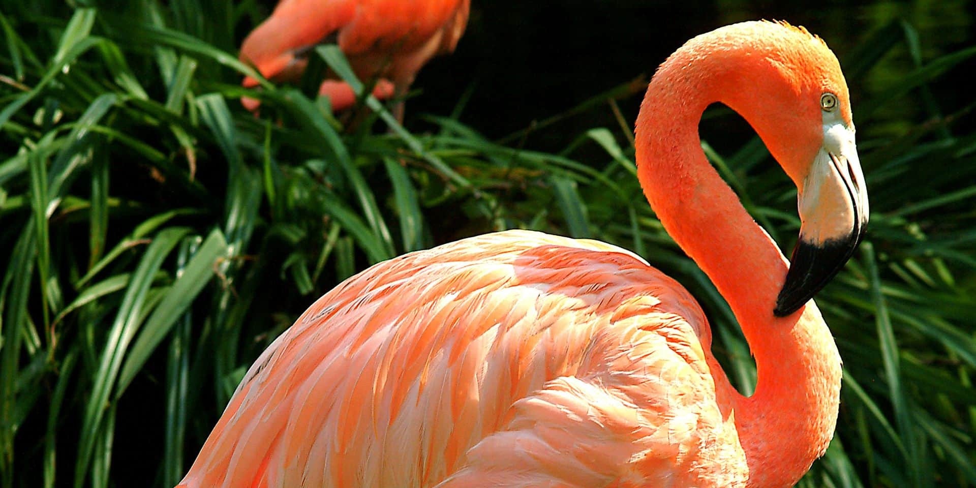 【首发】火烈鸟