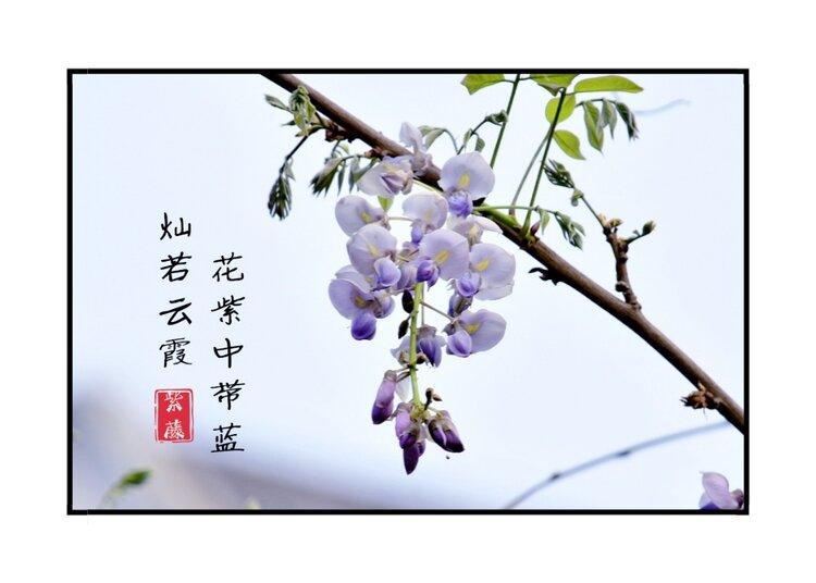 李白《紫藤树》密叶隐歌鸟,香风留美人.紫藤挂云木,花蔓宜阳春.