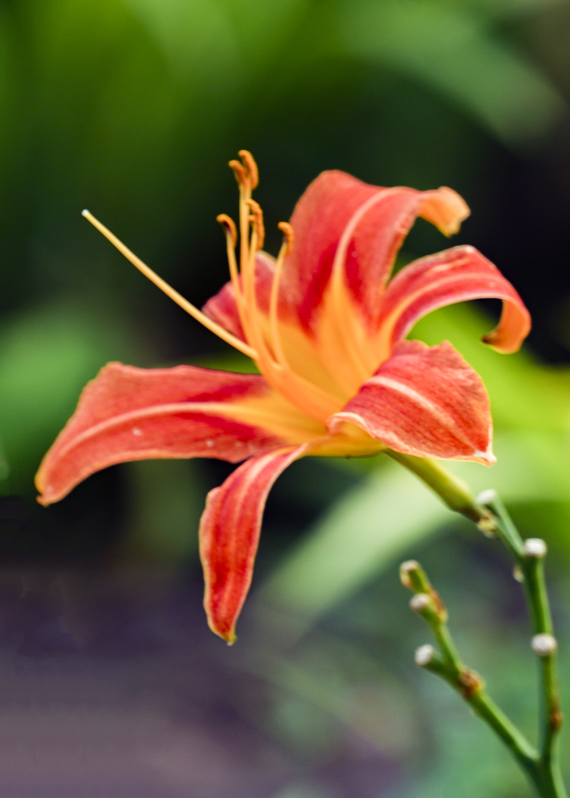 【首发】重瓣萱草花(2)