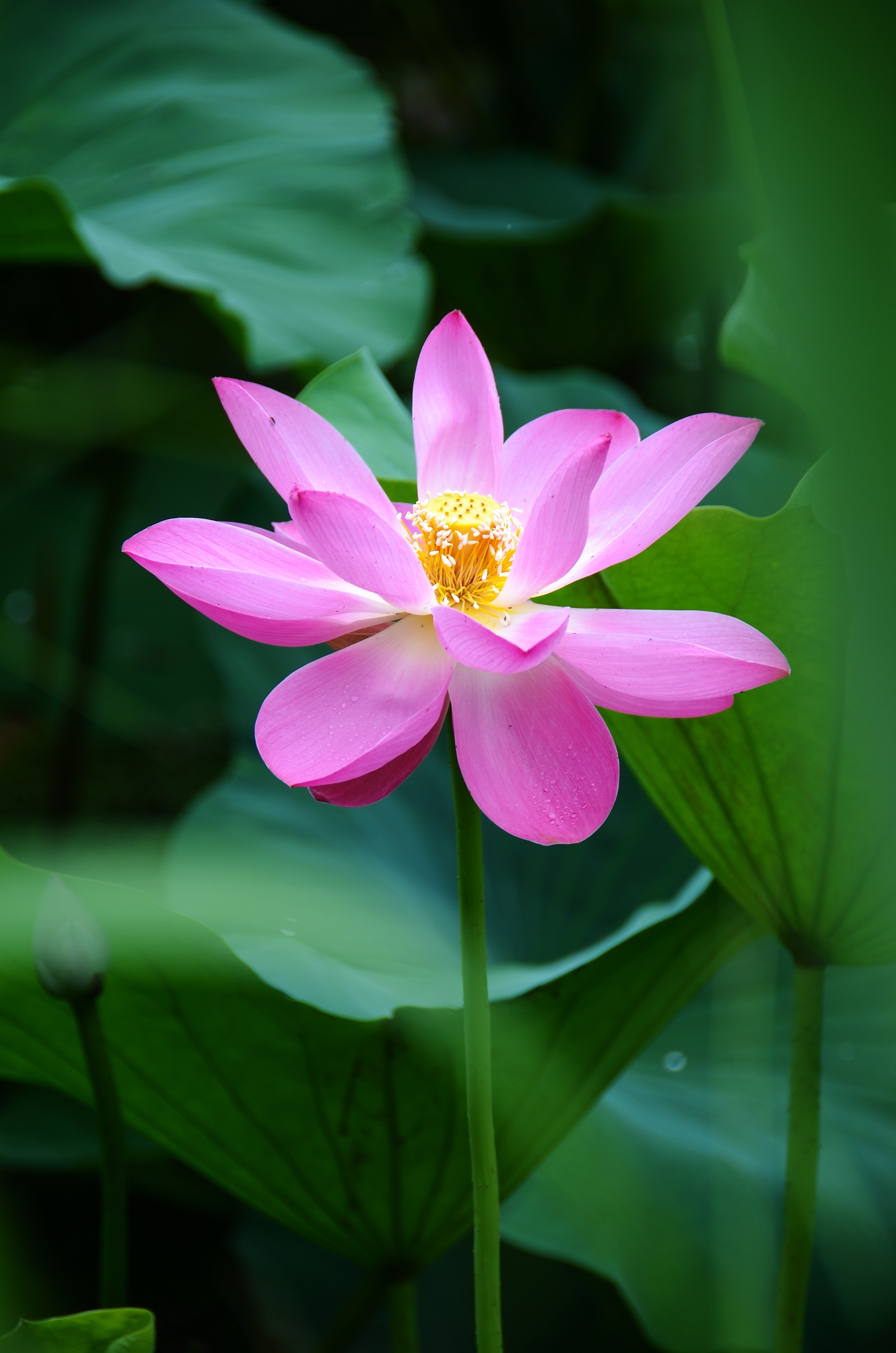 清新脱俗荷花香【首发】