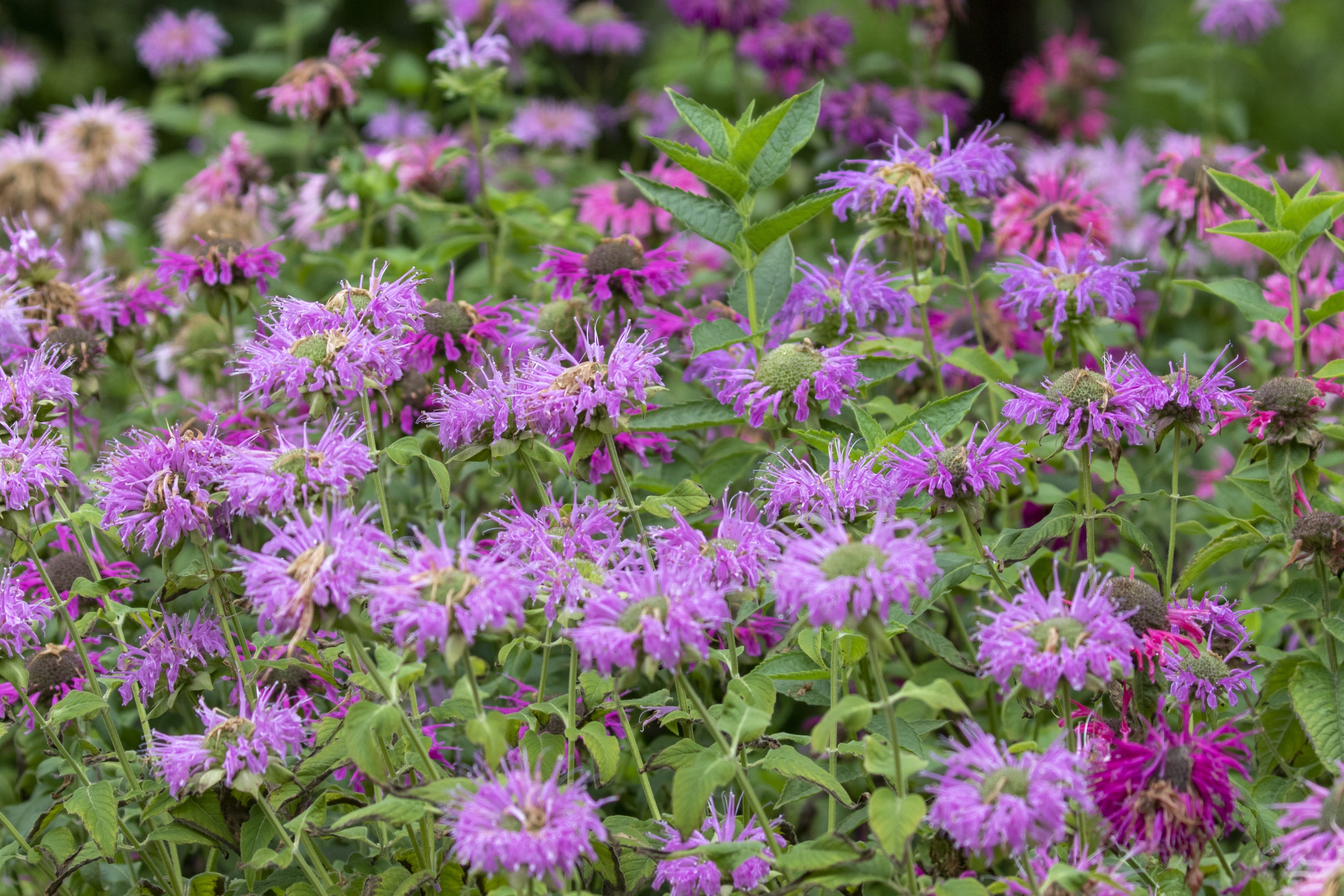 美国薄荷【vv首发】