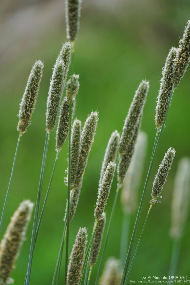 高原上的野生梯牧草首发