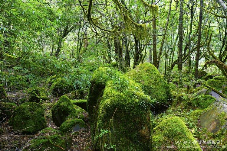 醉原始生態原創首發