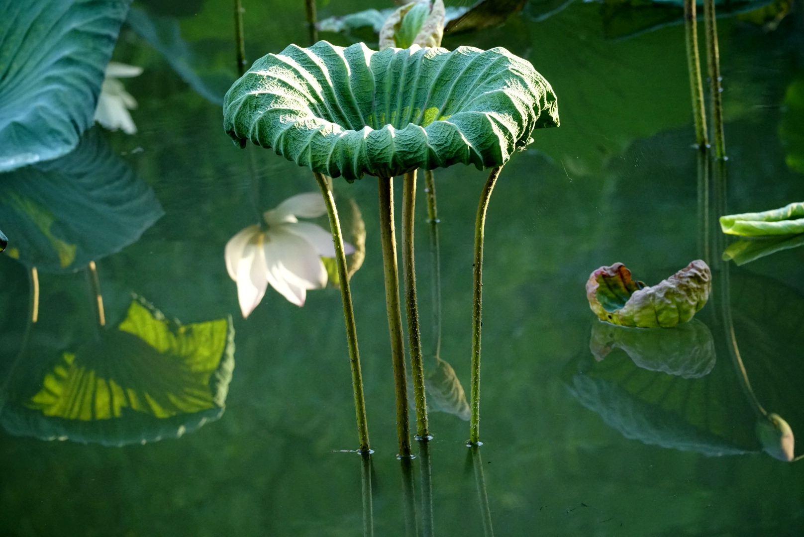 秋荷叶色【首发】