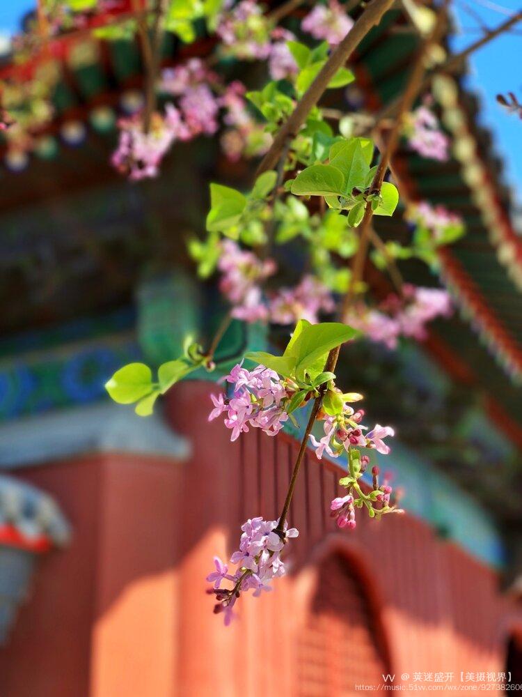 丁香花开智化寺首发