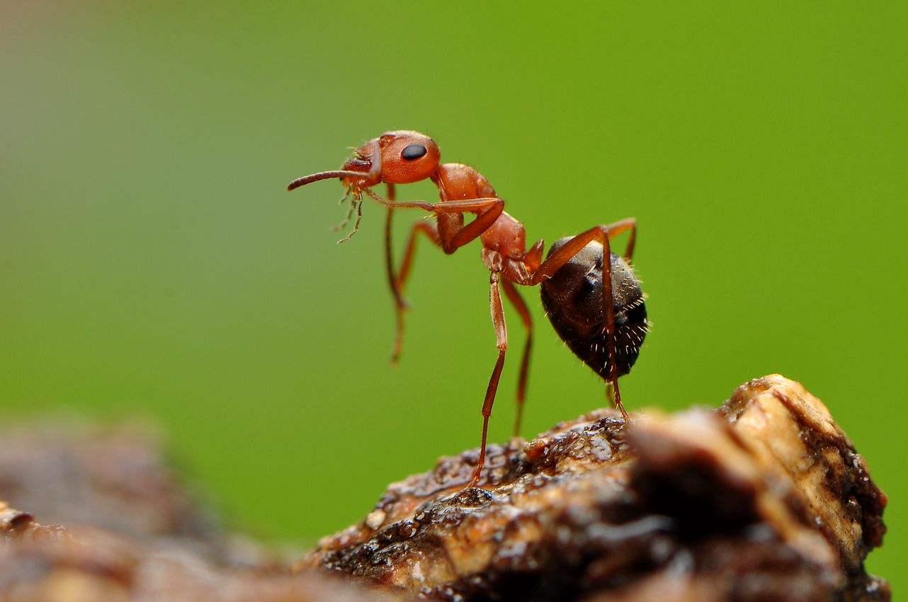 蚂蚁图片种类图片