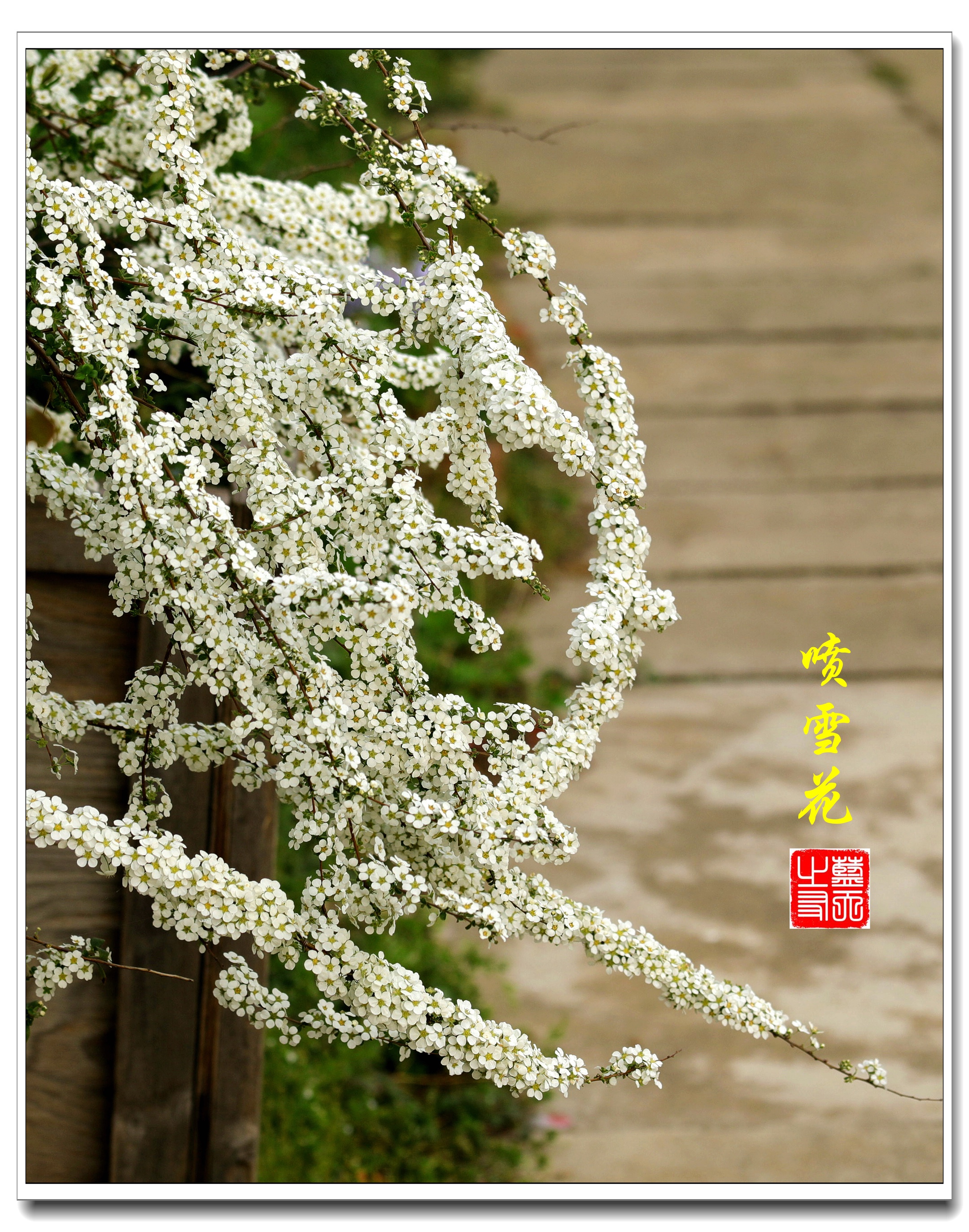 【首发】叶形似柳花如雪·喷雪花