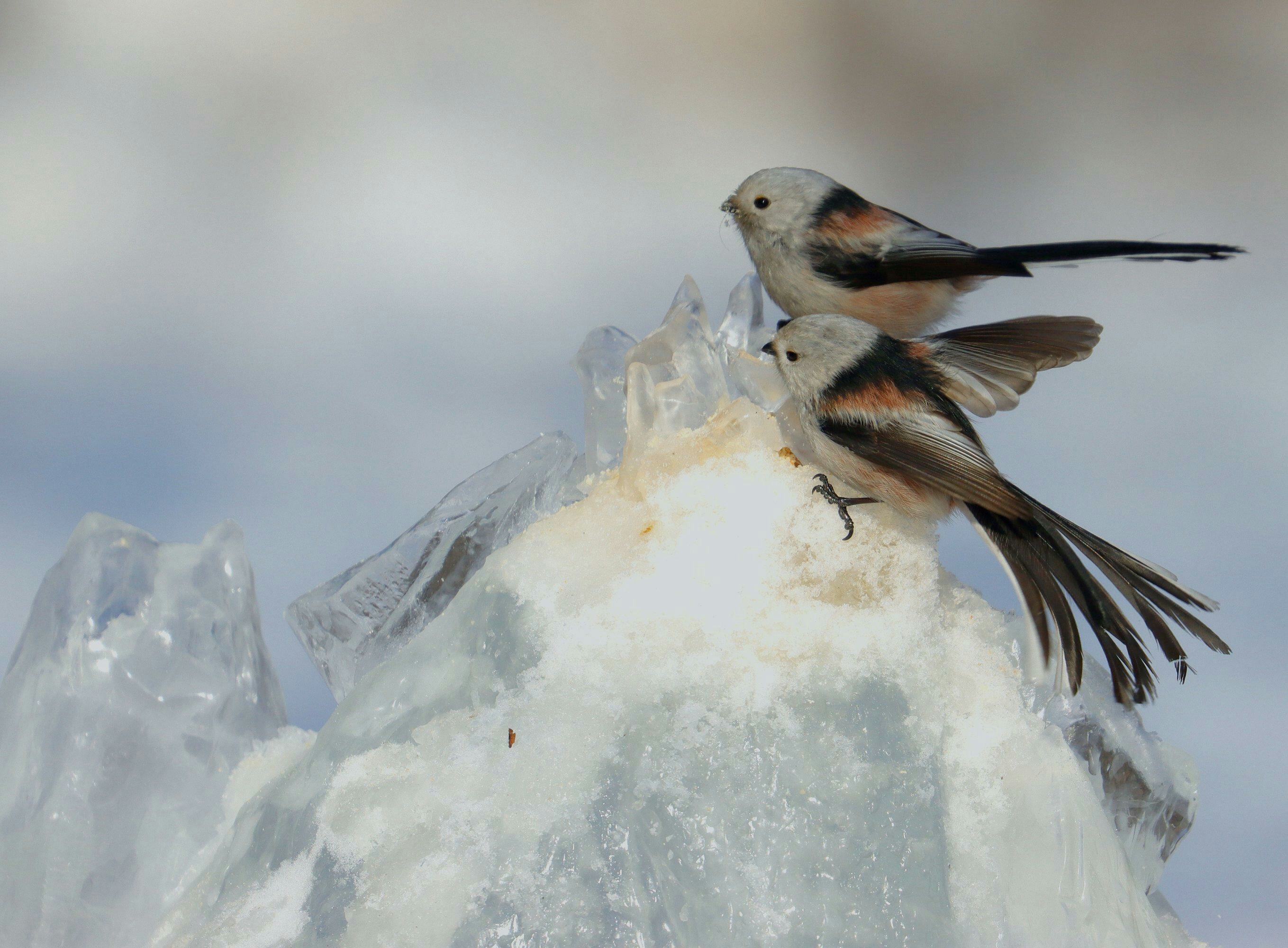 美了! 雪中的小精灵―银喉长尾山雀