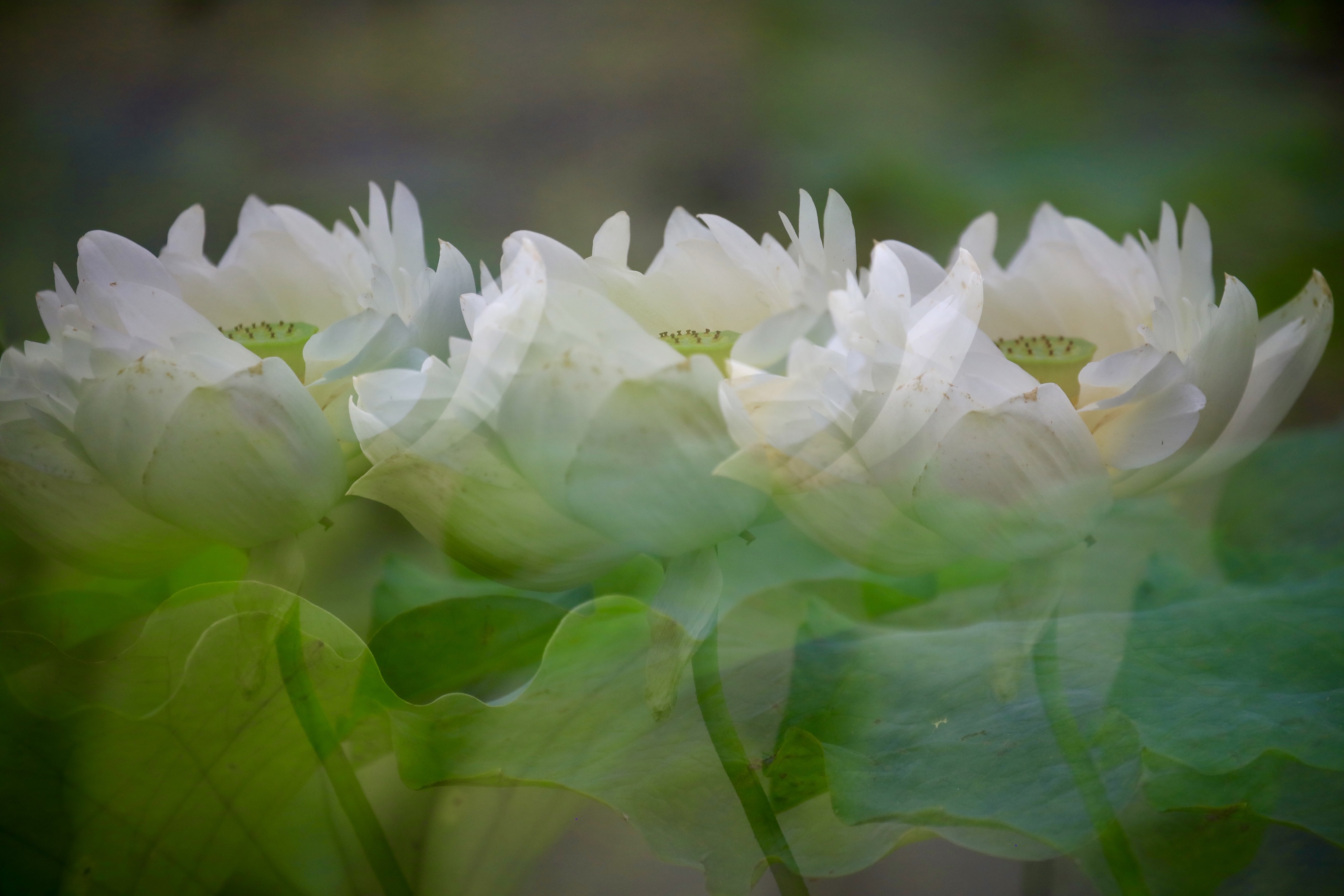 风摆荷叶催花开