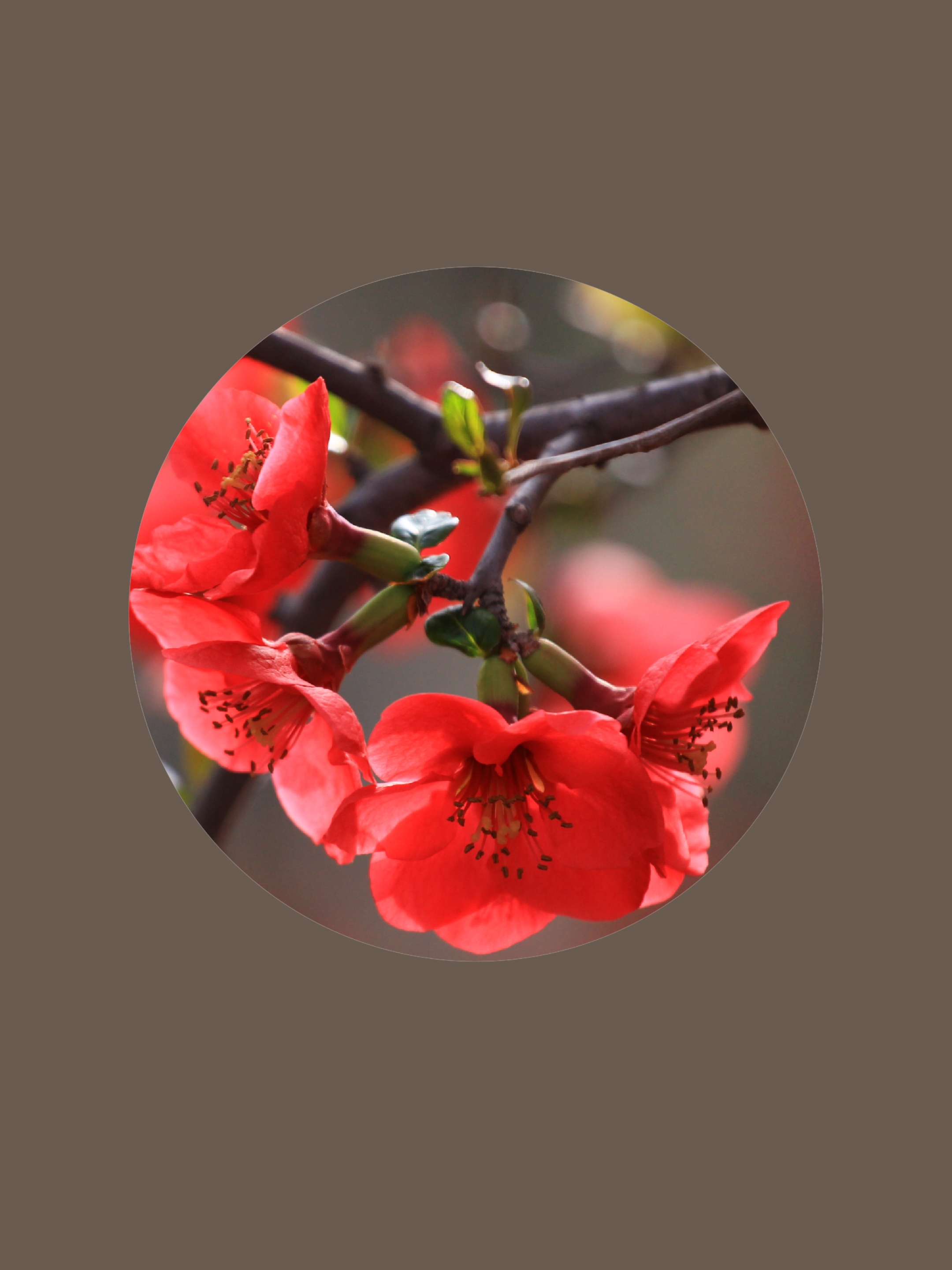 风吹花动【首发】