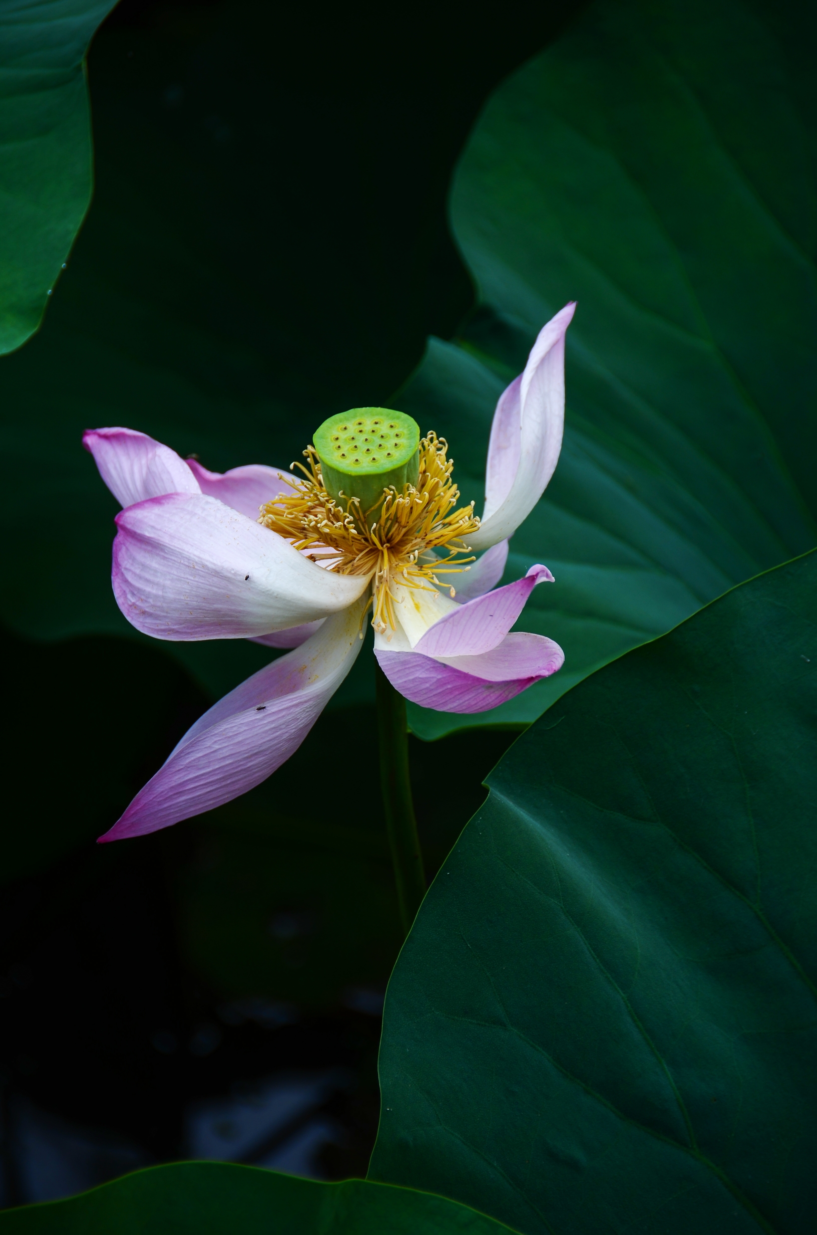 清新脱俗荷花香【首发】