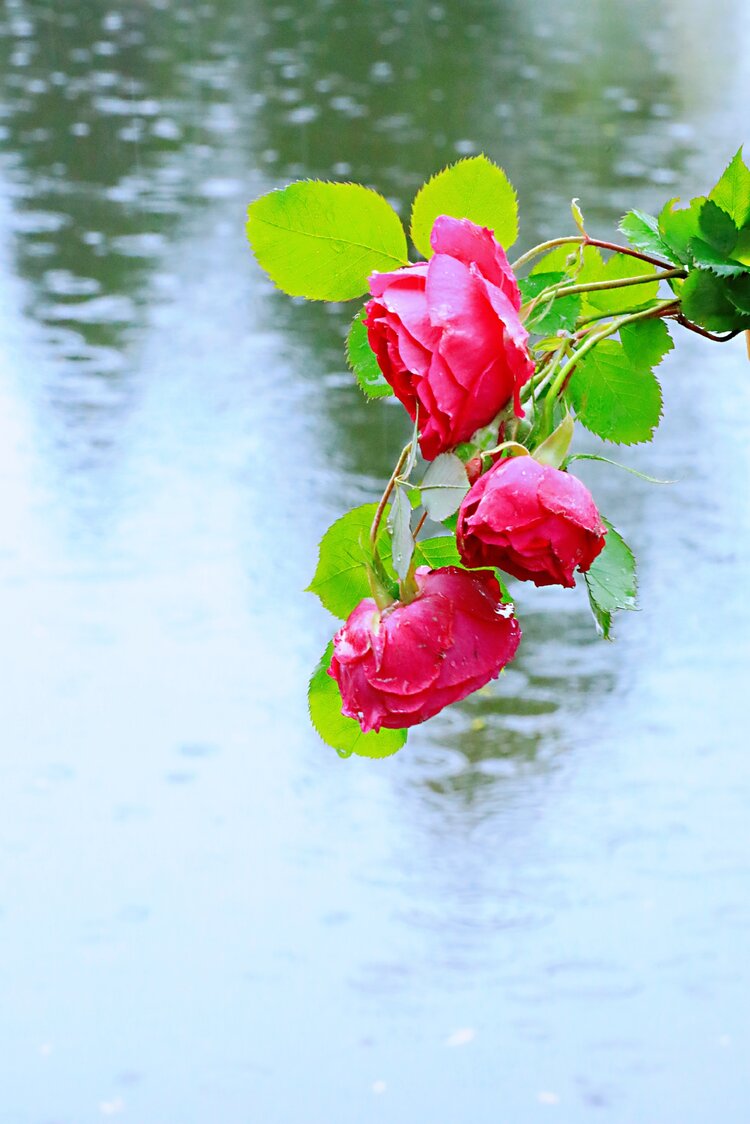 守一池涟漪雨中月季娇羞美丽
