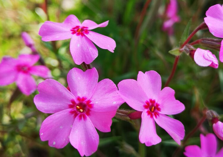 针叶天蓝绣球的花期较长,而且色泽艳丽,气味芳香.