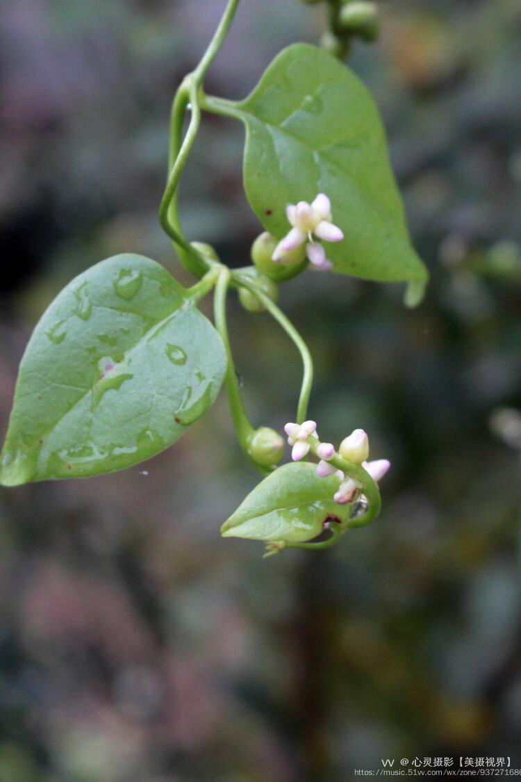 首发木耳菜用途多