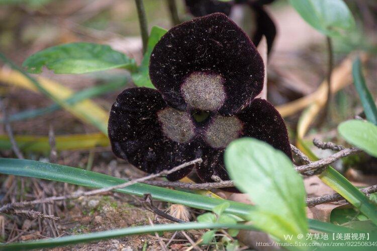 首发熊猫细辛花