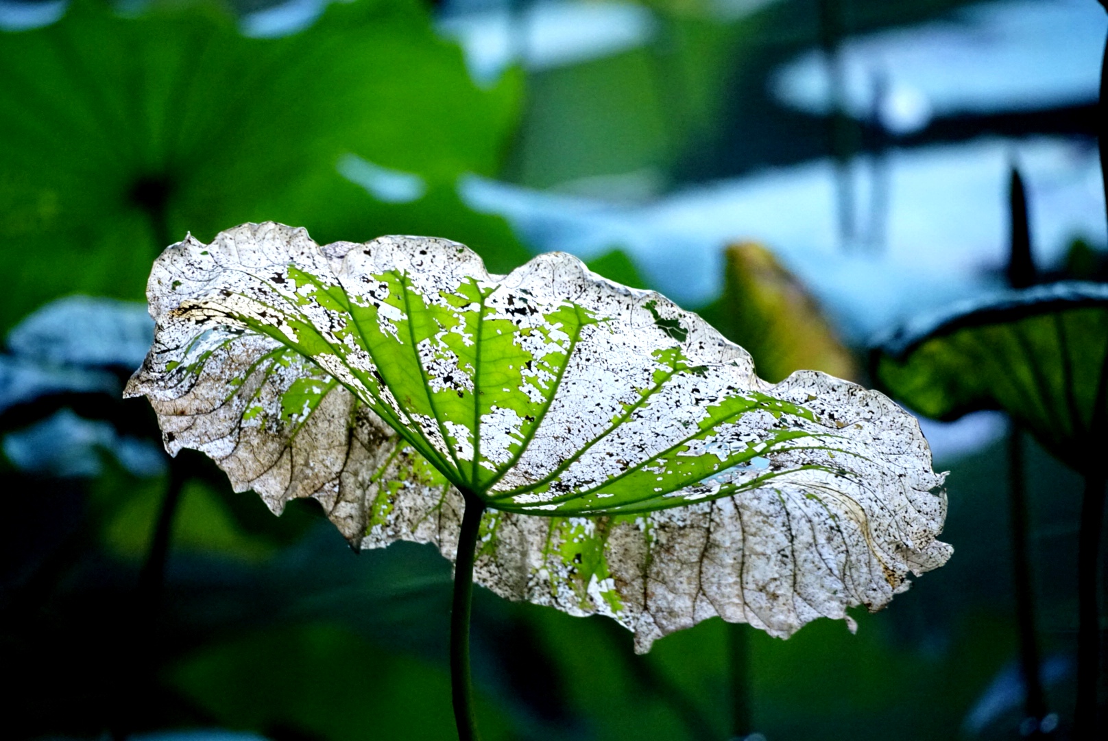 秋荷叶色【首发】