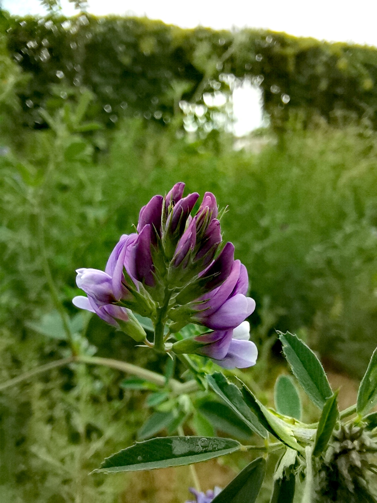 鏡頭下的苜蓿花