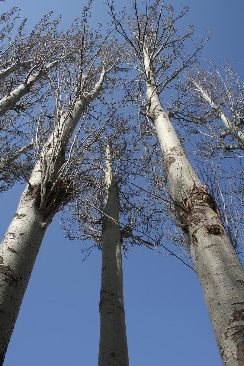 白杨礼赞节选作者矛盾