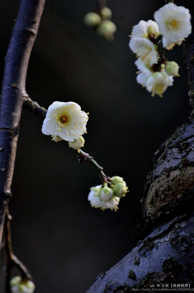 双碧垂枝梅续首发