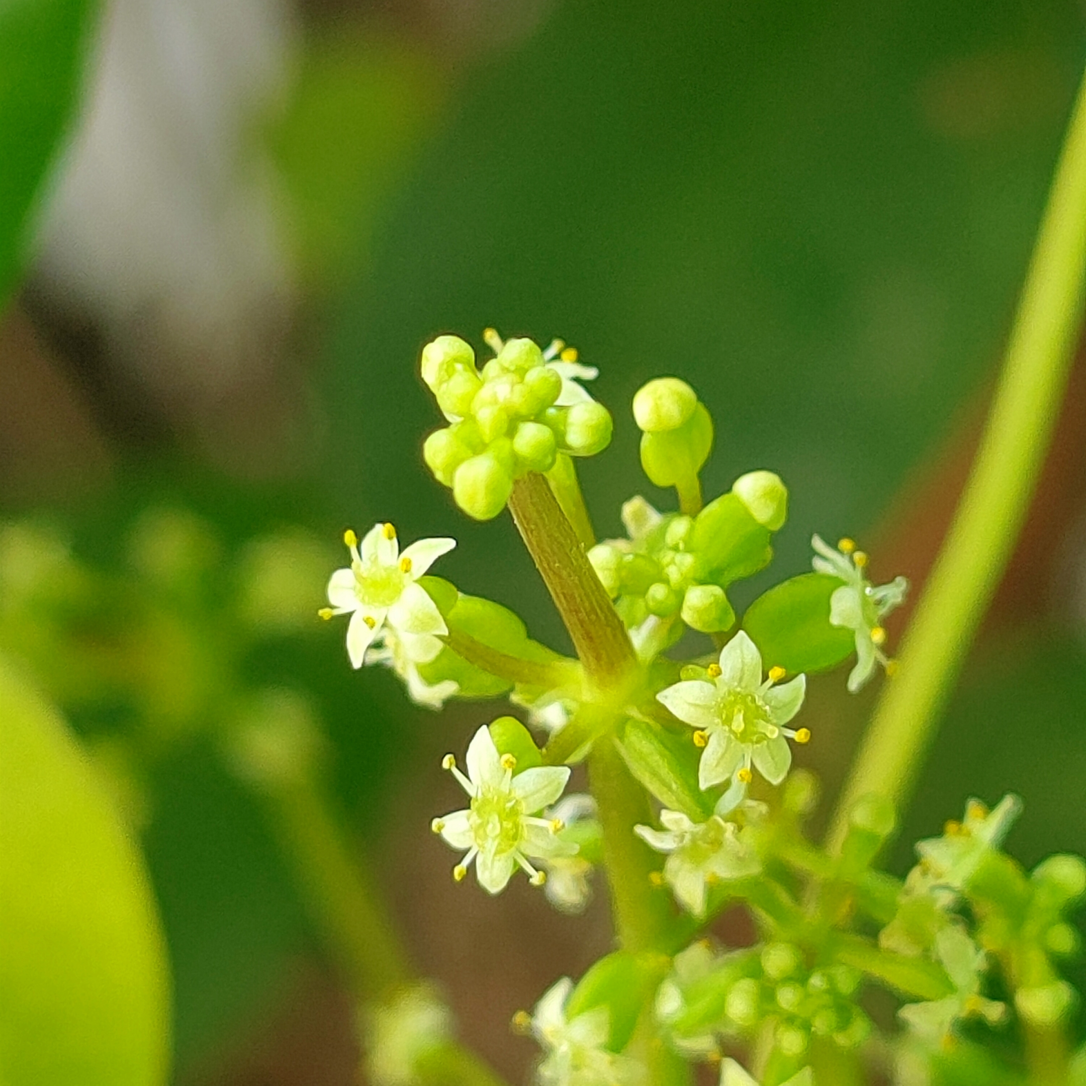 香菇草花【原创首发】