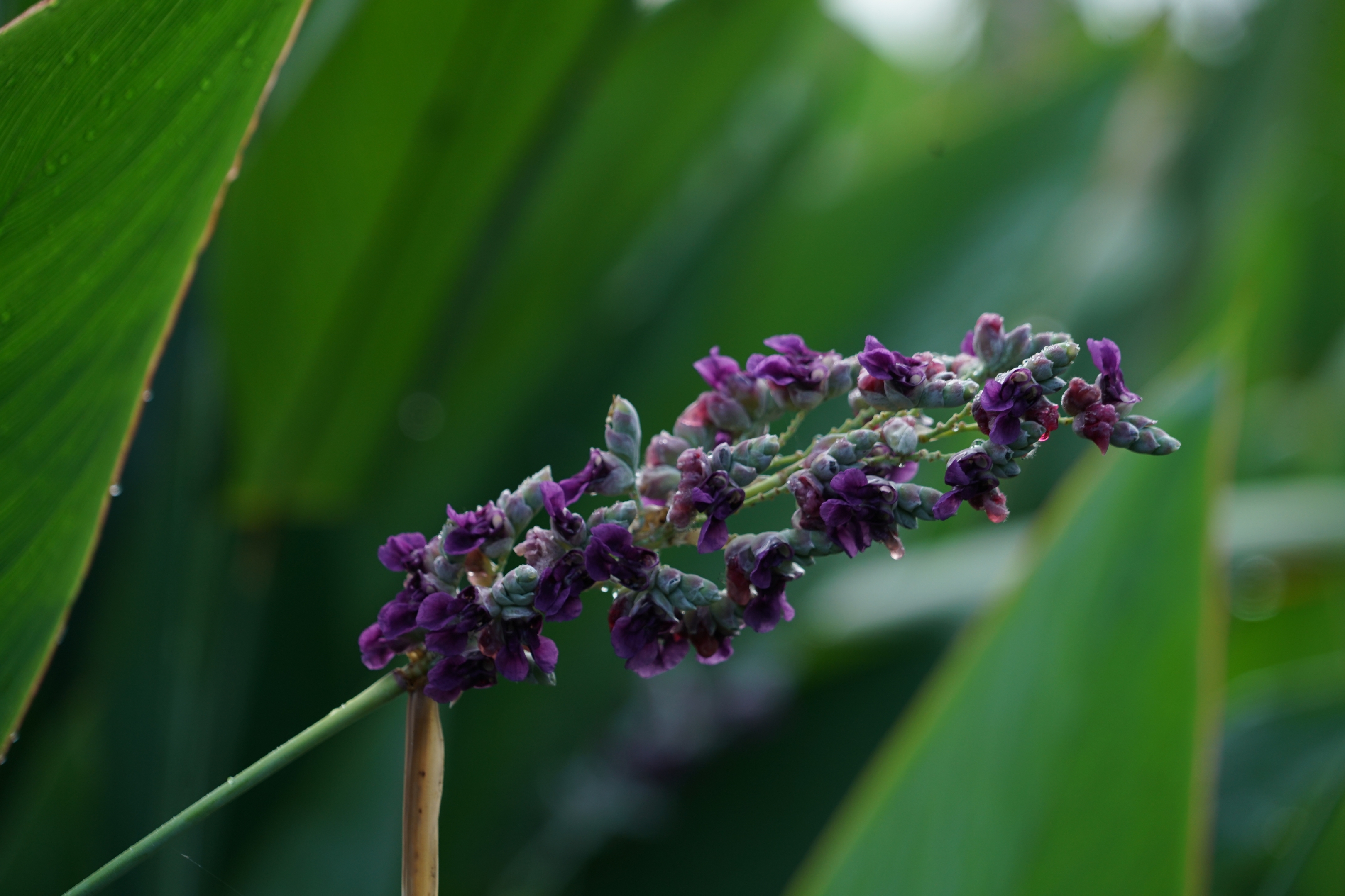 清新可人再力花