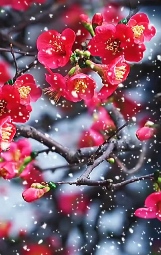 【梅花】原创首发