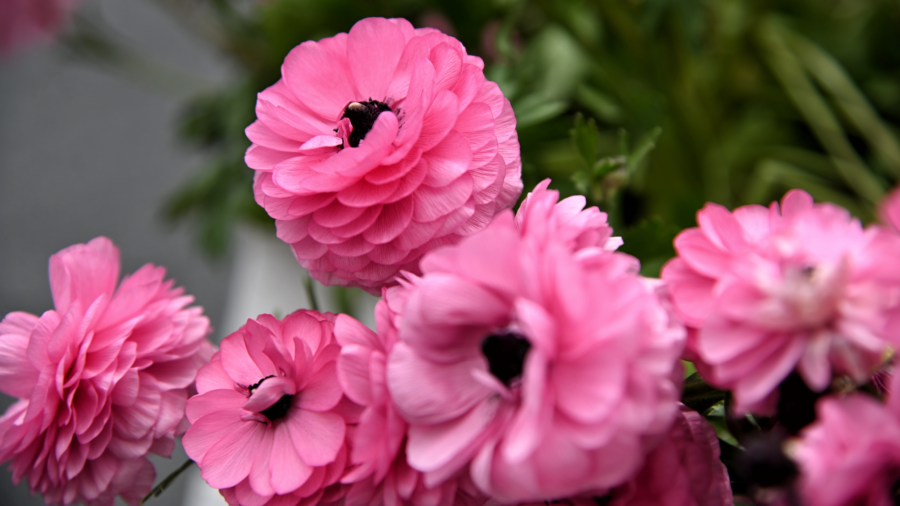 层层叠叠花毛茛