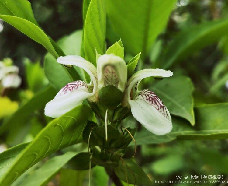 【首发】鸭舌花