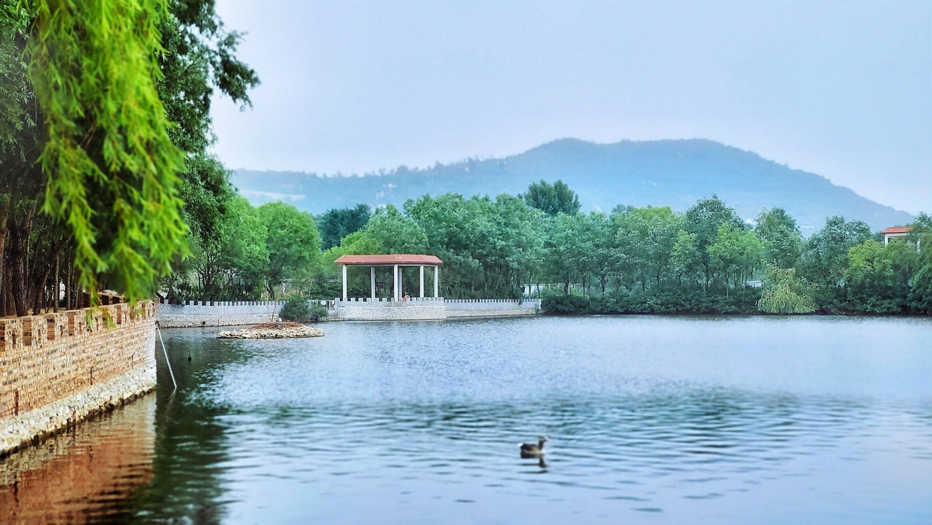 杨府山公园天鹅湖图片