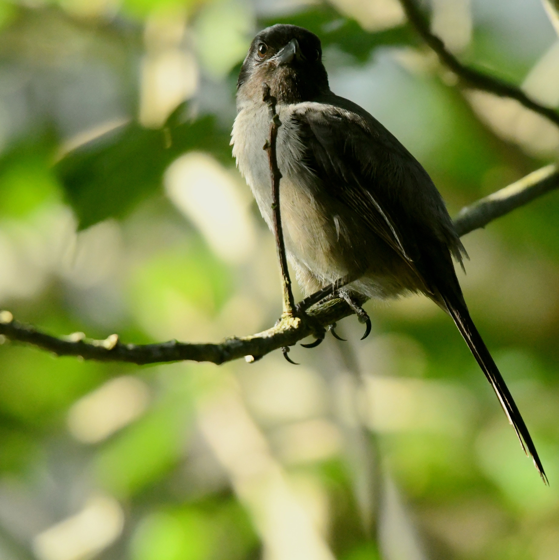 黑伯劳(棕背伯劳亚种)【首发】