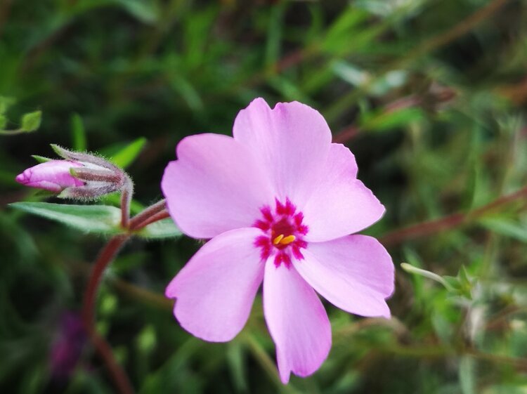 针叶天蓝绣球首发