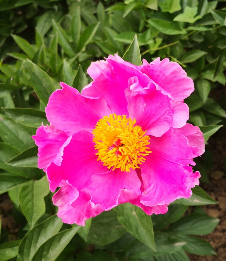 首发芍药花开二