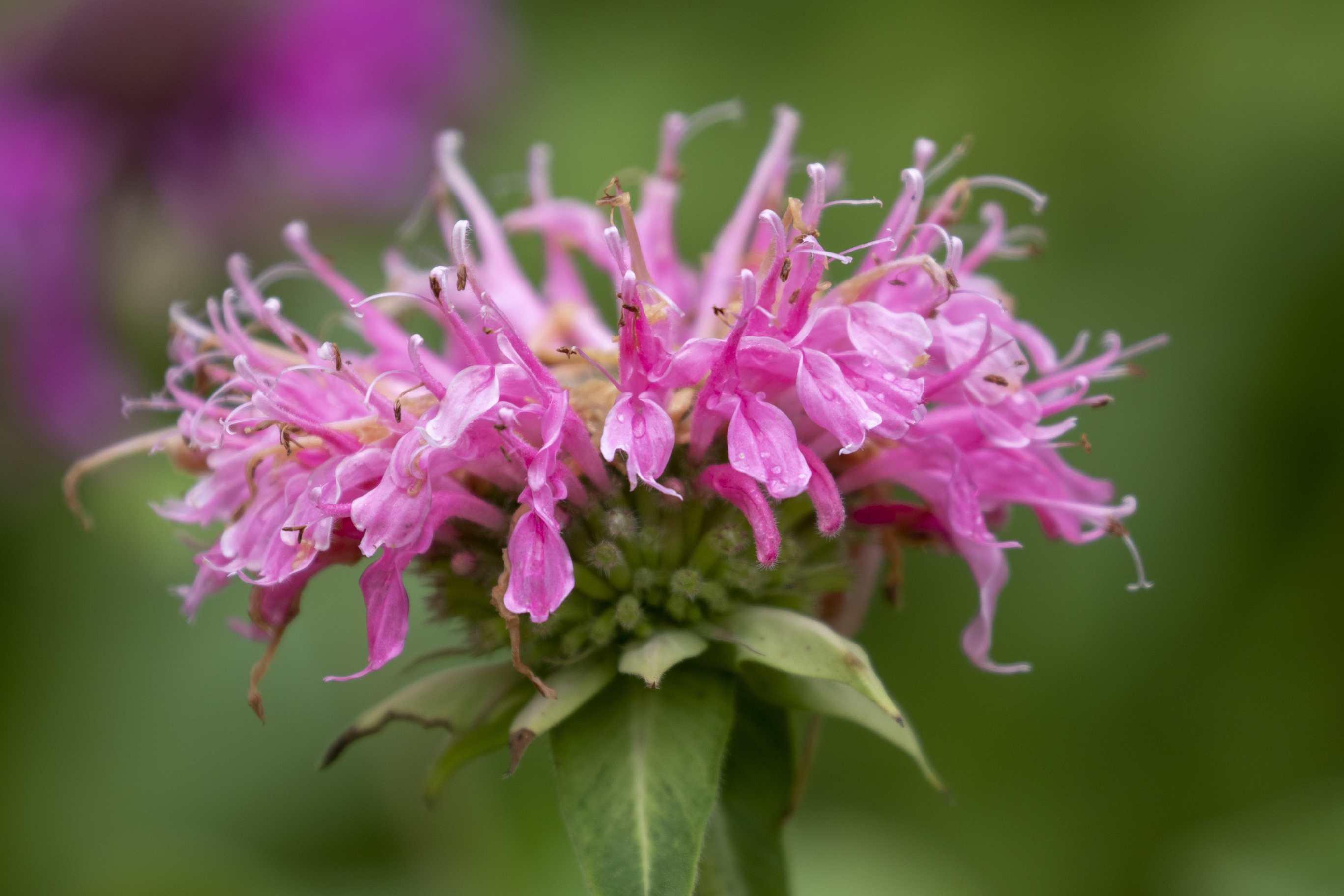 美国薄荷【vv首发】