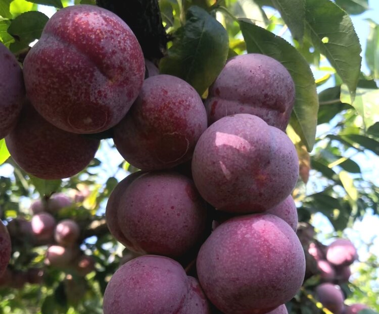 玉沙钩月春秋韵,普济民生美画廊.人杰地灵古色香,鳌峰李白映斜阳.