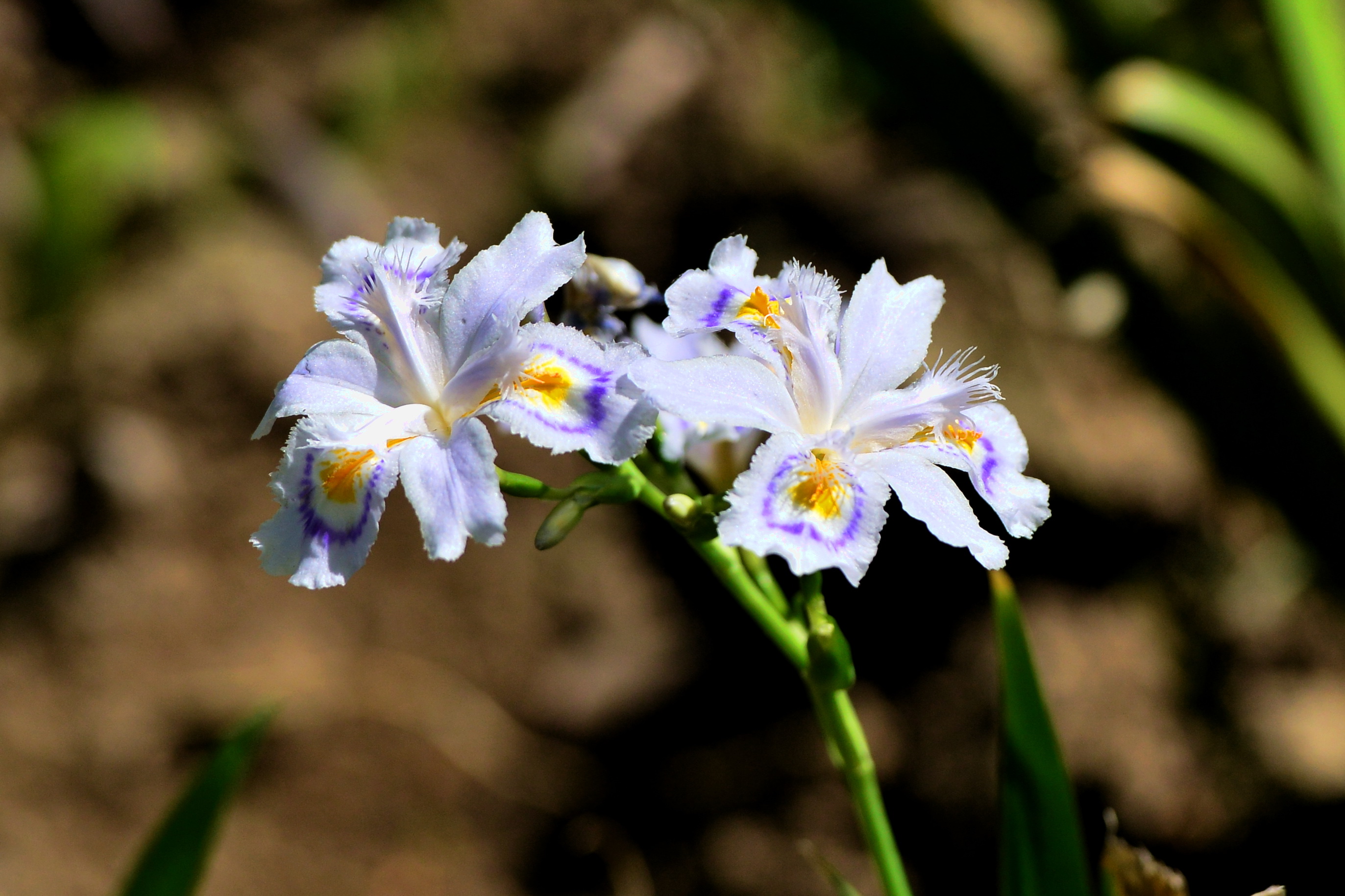 蓝花鸢尾白花,蓝花鸢尾,蓝花鸢尾图片(第3页)_大山谷图库