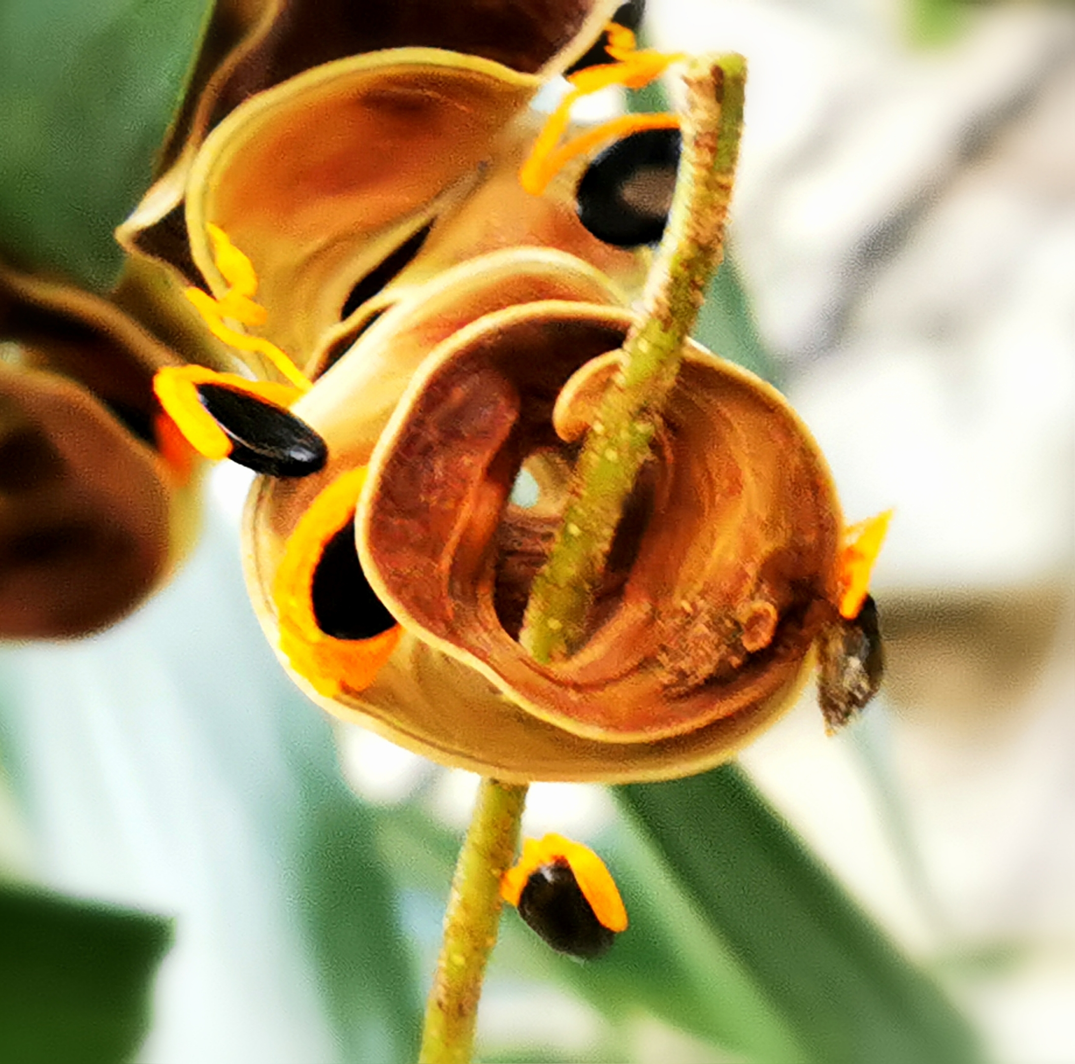 【首发】大叶相思奇异有趣的果实(一)