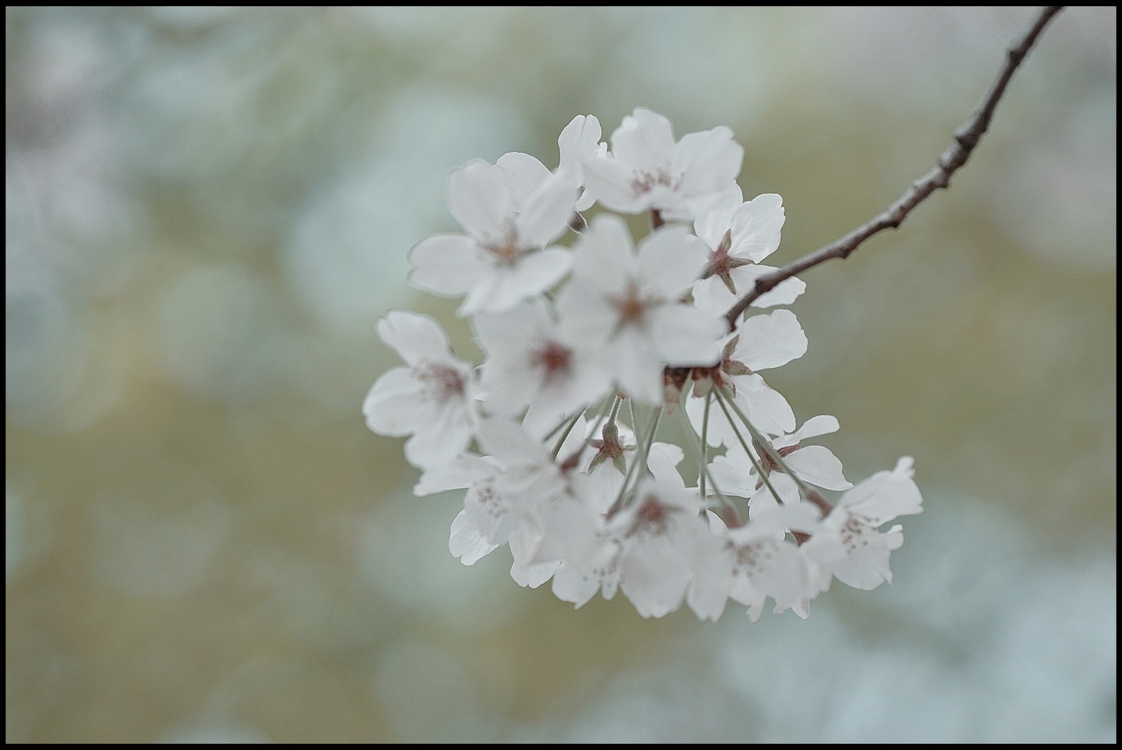 櫻花雪