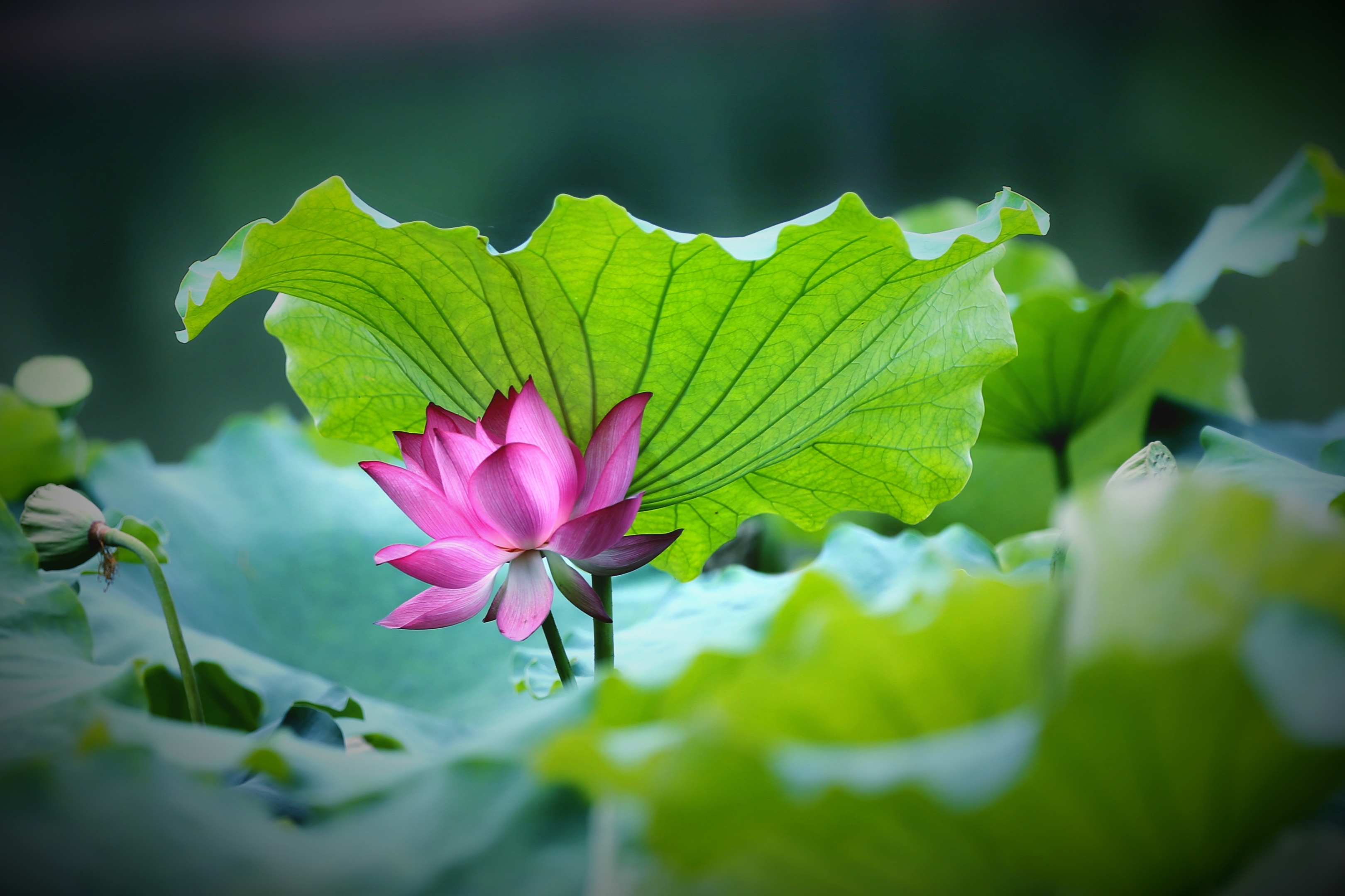 《梦醉荷塘》2021年6月27日摄于浙江师范大学校园