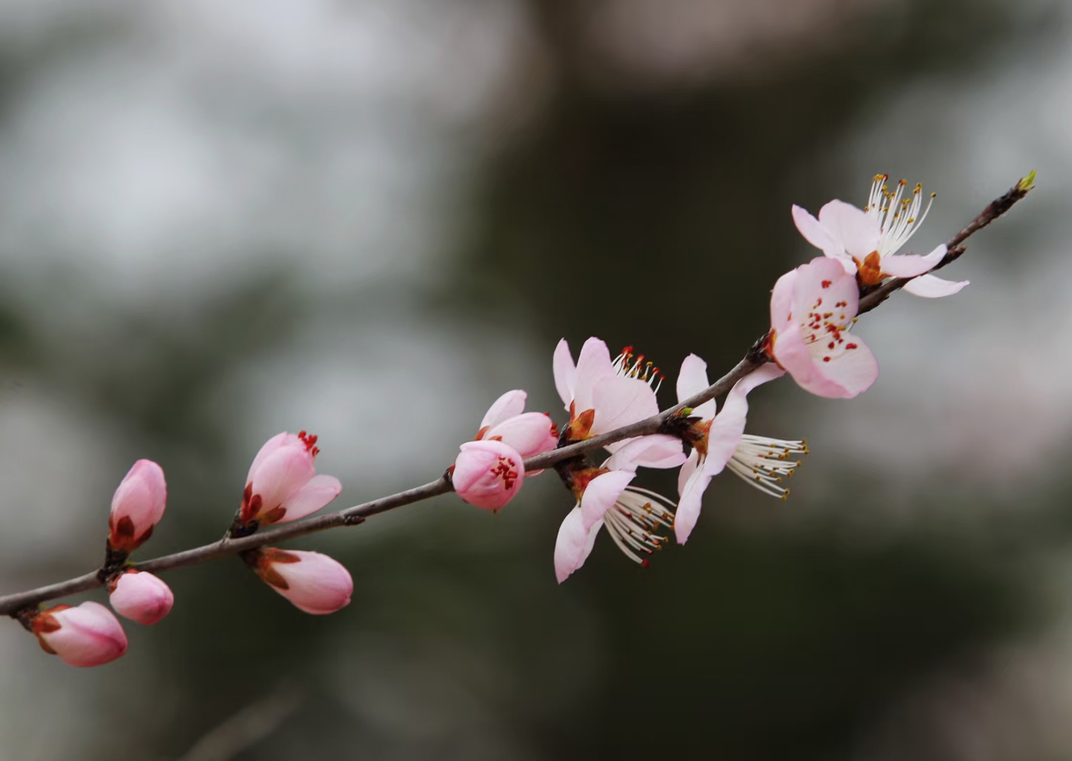 一腕锦瑟与春的浪漫 花有朝夕 我将点染了初春的暖意 山桃花翻过山的